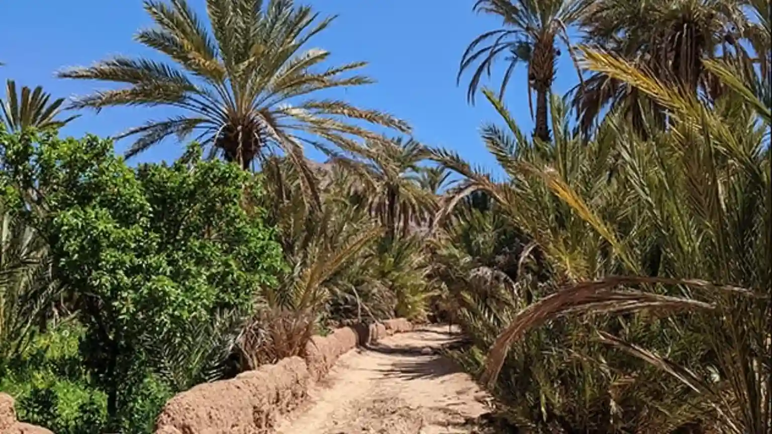 Path through a lush palm grove in the Draa Valley of Morocco, featured in a Marrakech Desert Tour 3 days itinerary.