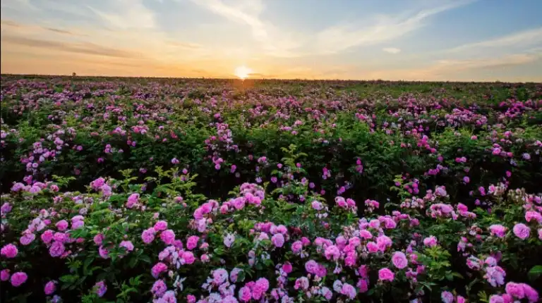 Morocco Itinerary 12 Days 45 Sunset over a damask rose field in the Valley of Roses near Kelaat M’Gouna, a scenic experience featured by Morocco Fun Tours.