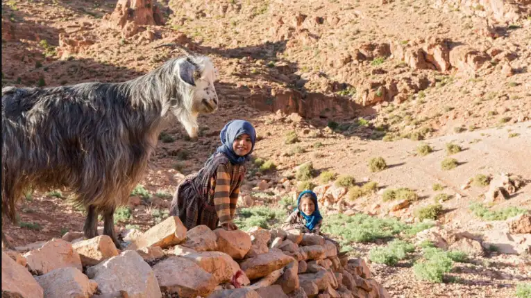 Traditional Berber lifestyle in Atlas Mountains with villagers, livestock herding, and rural setting reflecting long standing cultural practices