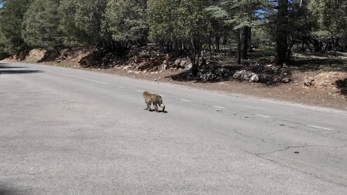 Barbary macaque crossing a mountain road in the Middle Atlas with Morocco Fun Tours