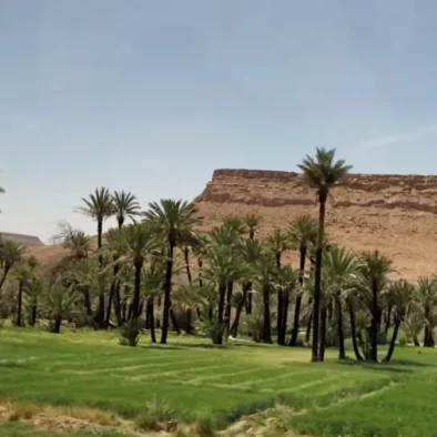 ziz valley palm groves